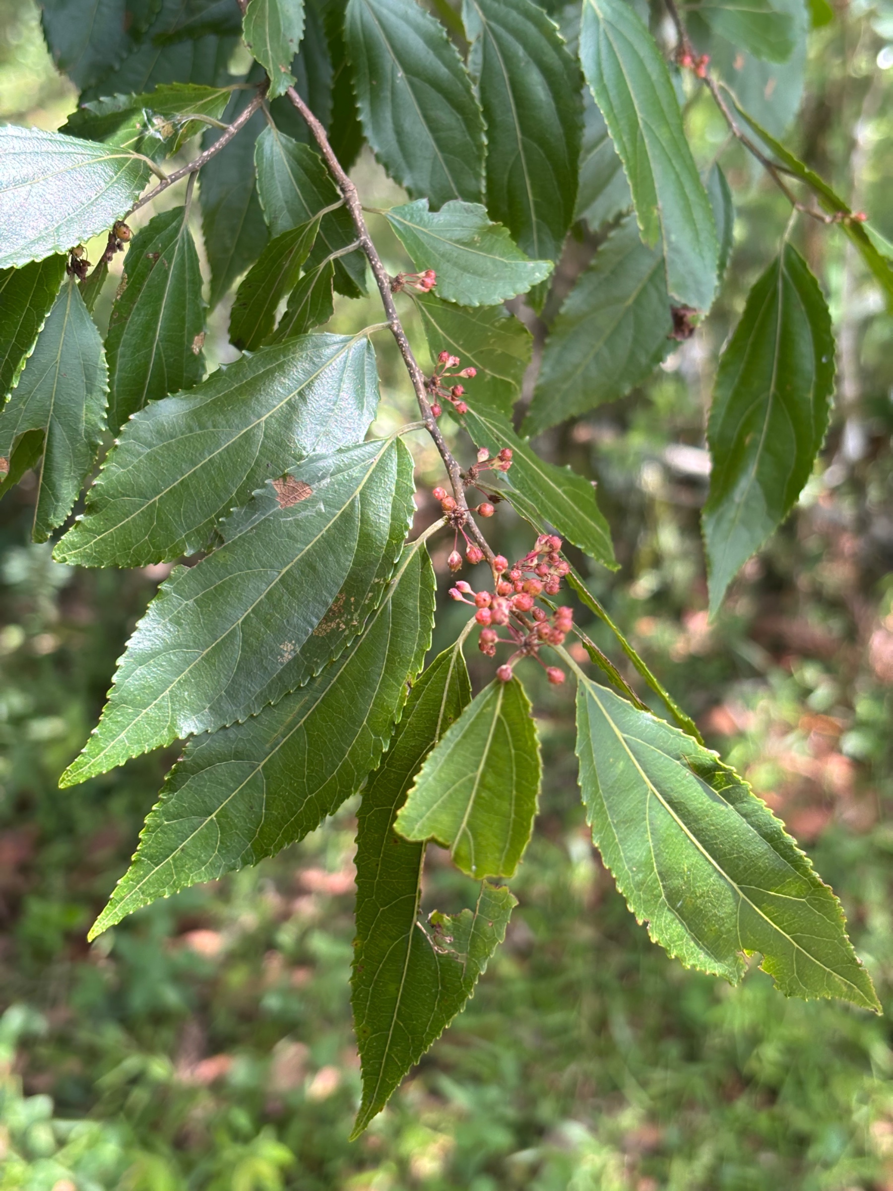 Foto de ramo em detalhe - Boa